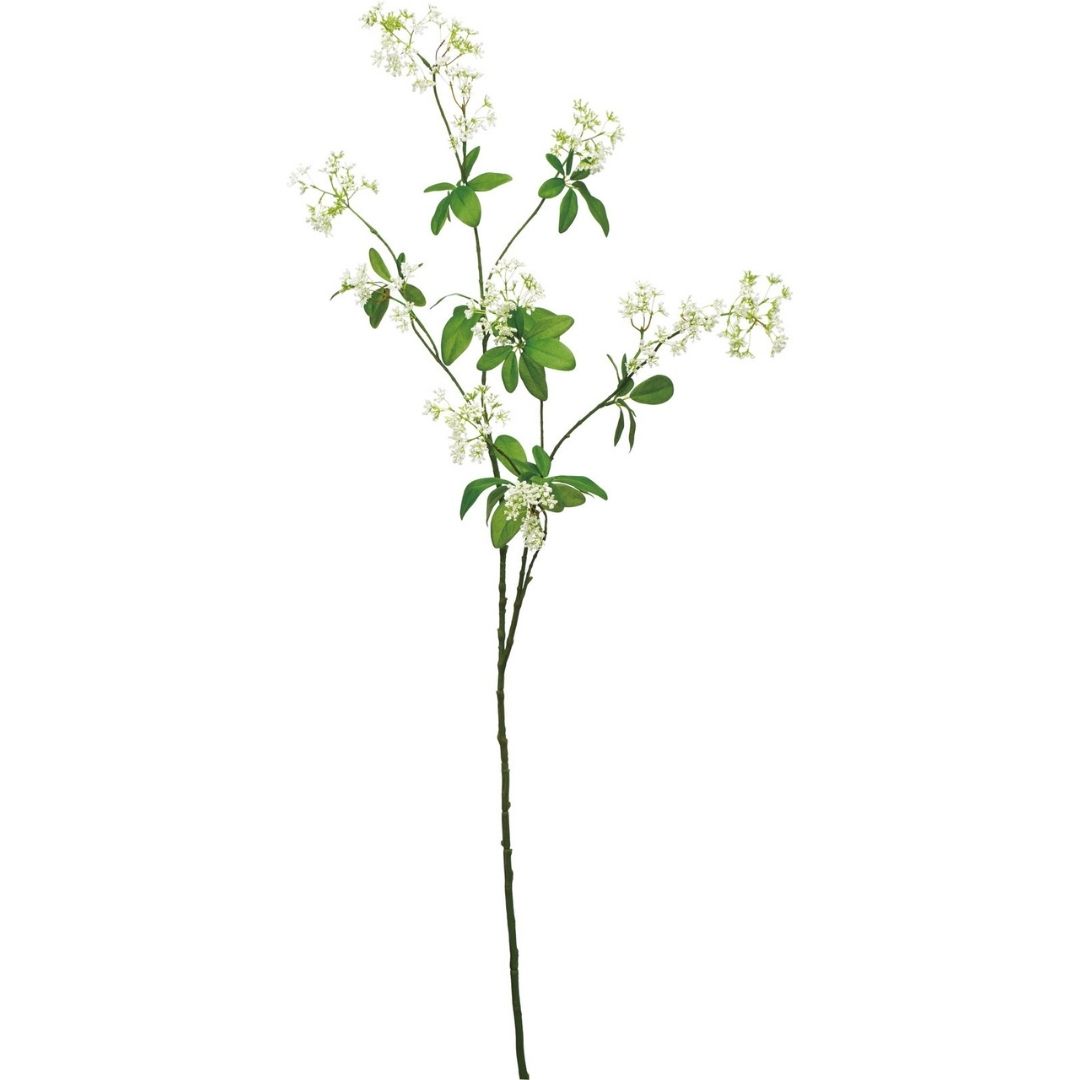 ディルフラワーブランチ