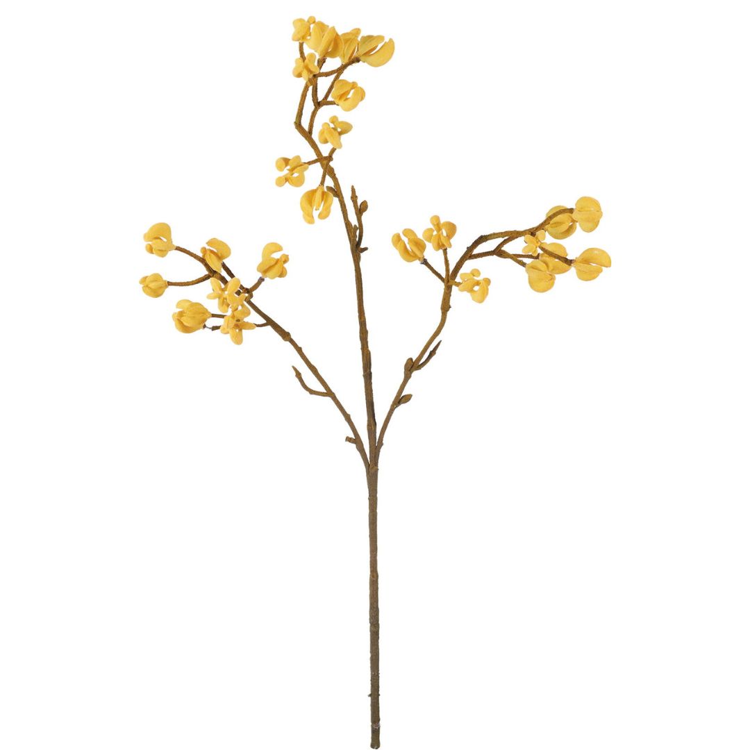 カンガルーポー