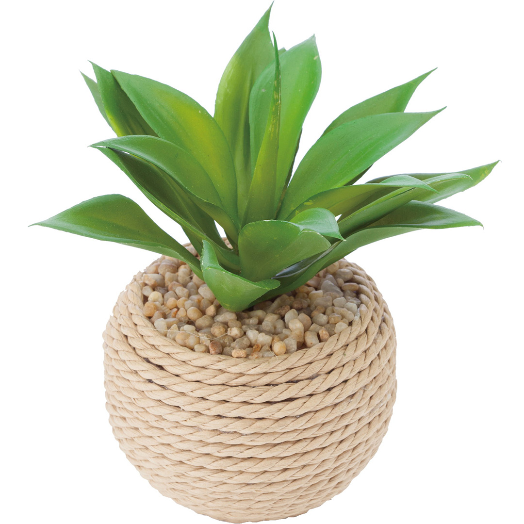 アガベ ロープポット