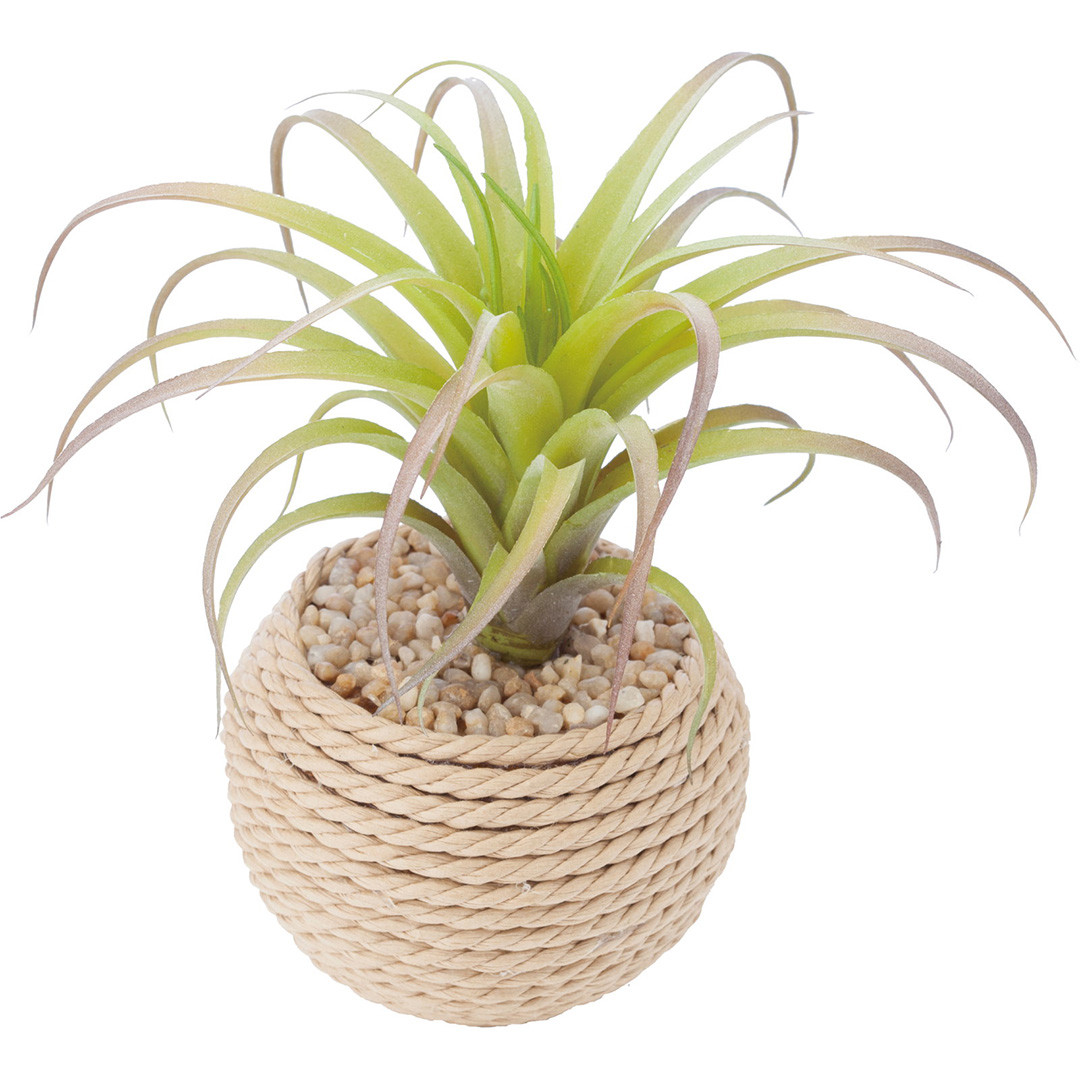 チランジア ロープポット