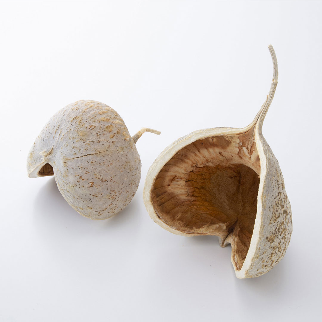 ブッダナッツ ナチュラルベージュ