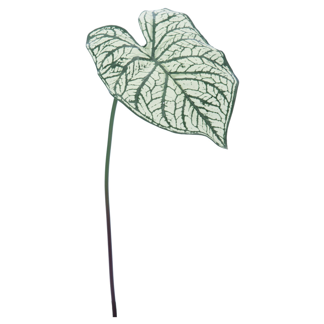 カラジュームリーフ M