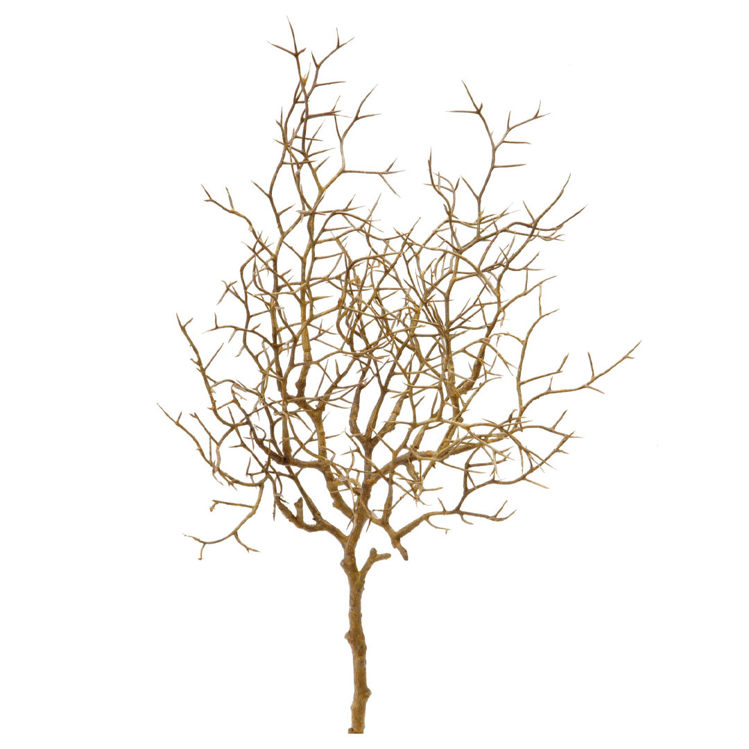 ウィローブランチショート