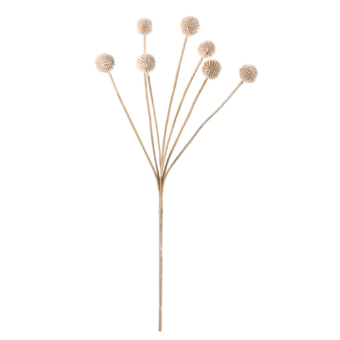 クラスペテディア